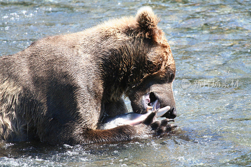 阿拉斯加棕熊正在吃鲑鱼