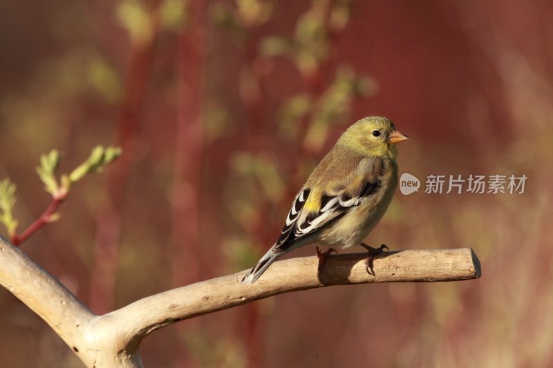 美洲金翅雀(金翅雀金翅雀属)，在树枝上的雌性。