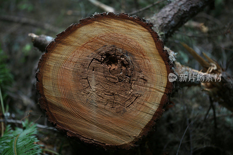 加拿大不列颠哥伦比亚省纳奈莫的树心材和边材