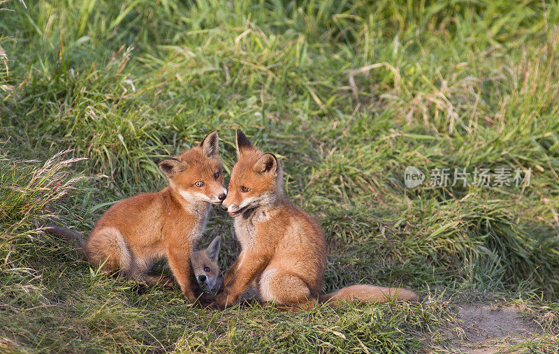 三个年轻的狐狸。