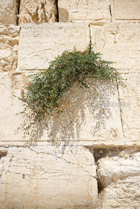 耶路撒冷的哭墙