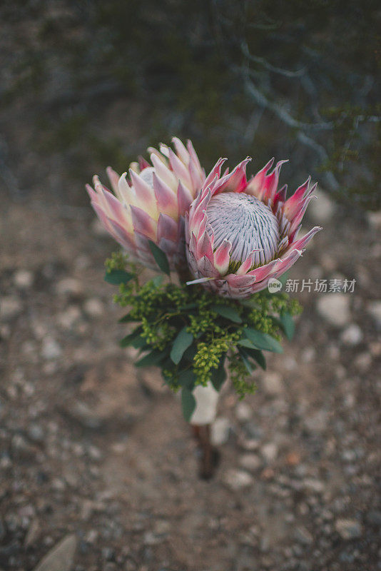 皇后普罗蒂花束