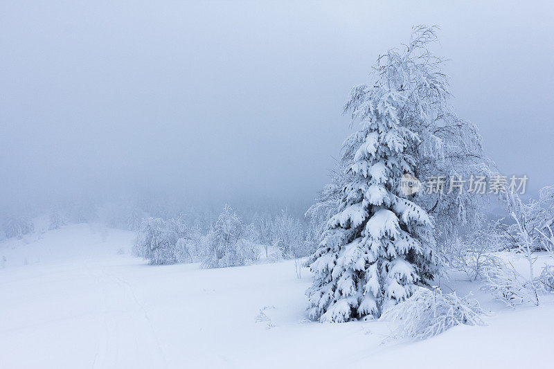 山上的冬树被新雪覆盖