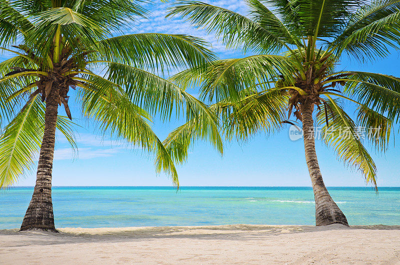 桑纳群岛异国风情海滩上的两棵棕榈树