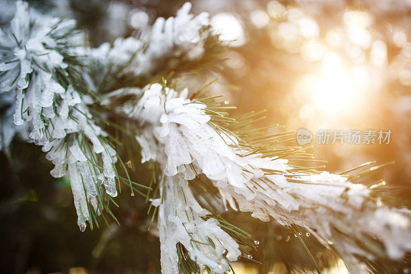 融化的雪