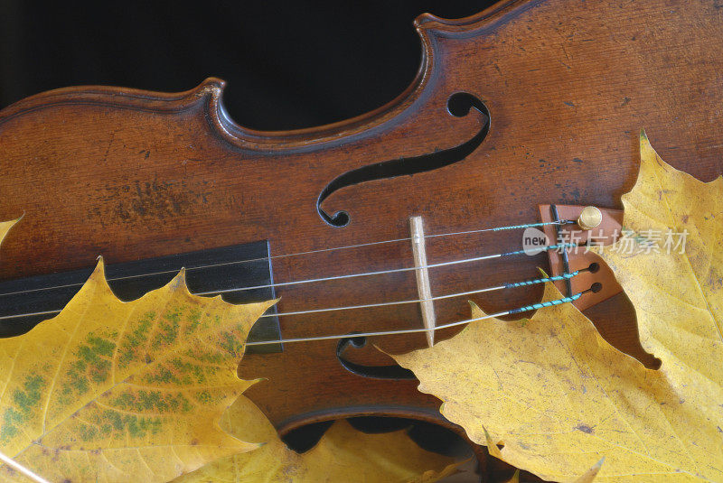 秋天小提琴2