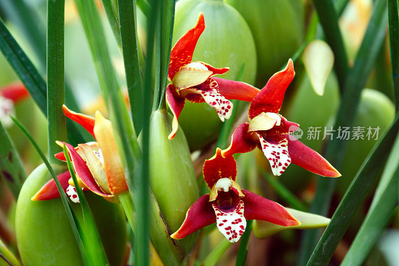 椰子兰花(M.tenuifolia)