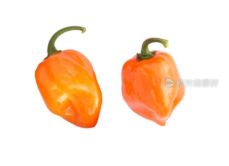 哈瓦那橙-非常辣的辣椒的品种