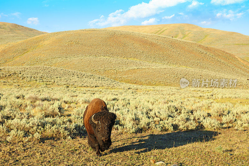 黄石国家公园拉马尔谷的一头野牛