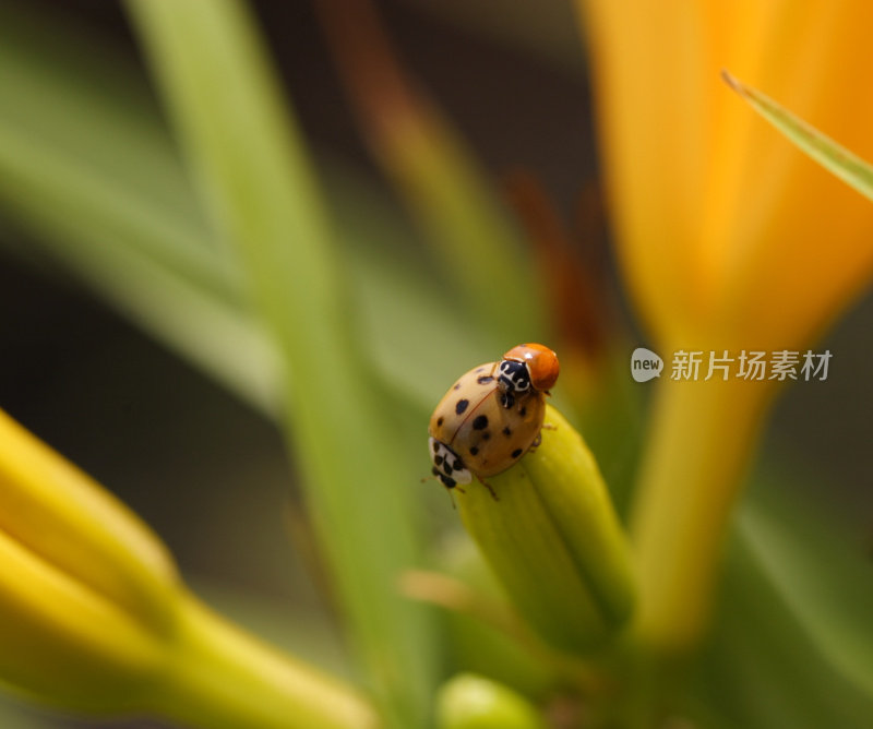 瓢虫在水仙的花蕾上