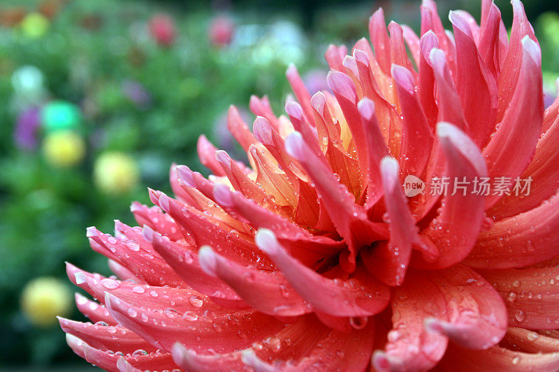 夏雨后的七彩大丽花侧视图