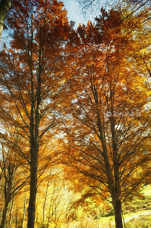 树在秋天