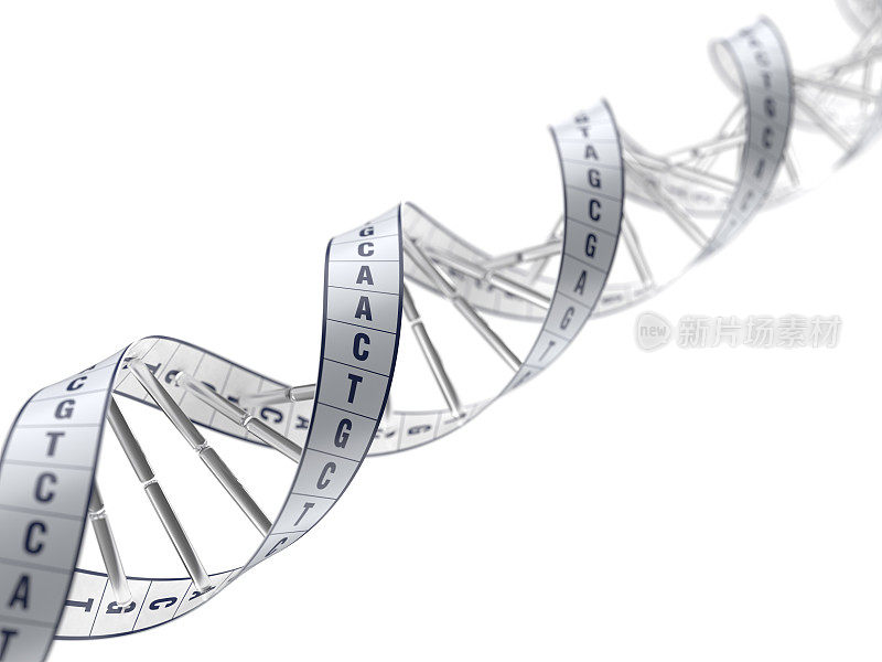 DNA核苷酸序列