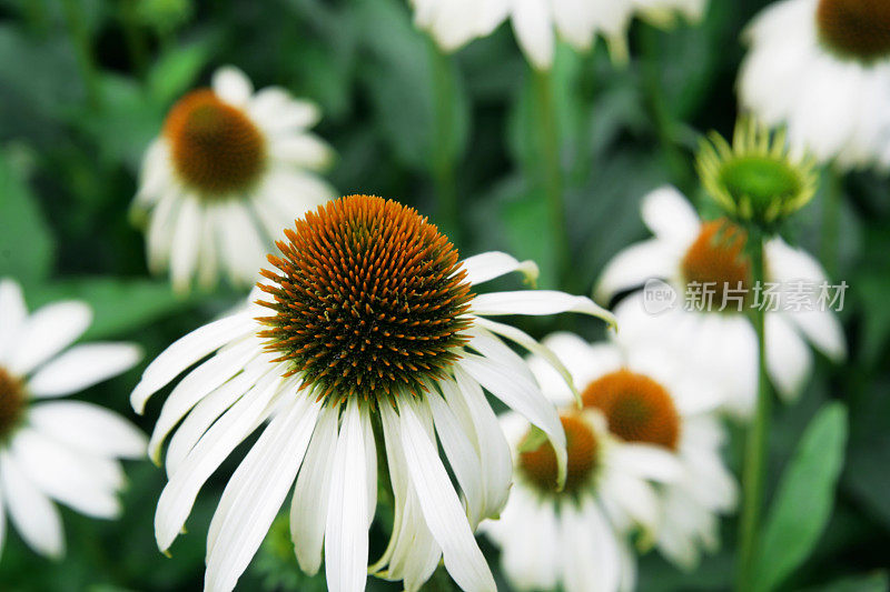 紫锥菊“白天鹅”-松果花