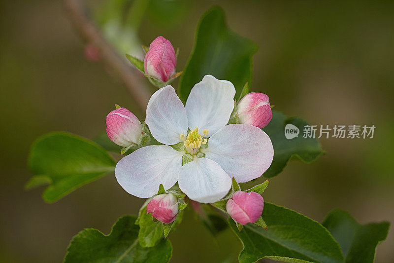 苹果花