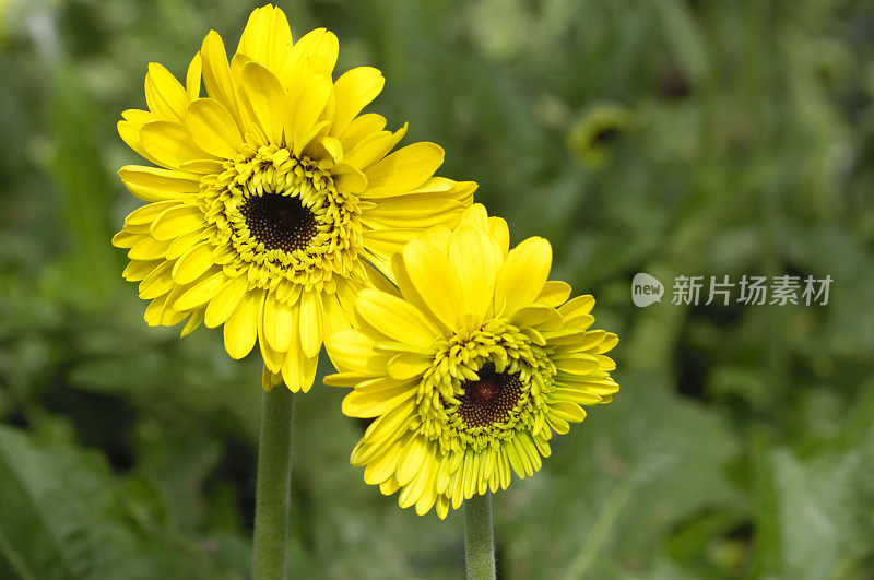 黄色非洲菊的特写