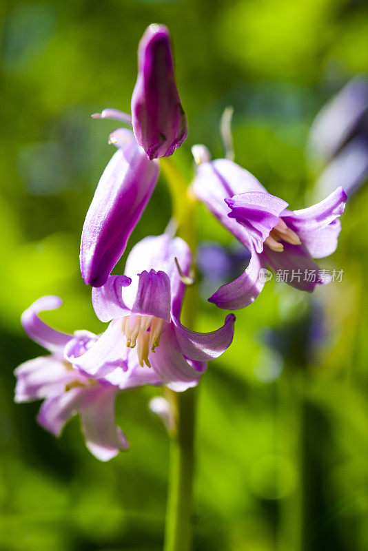 野风信子花