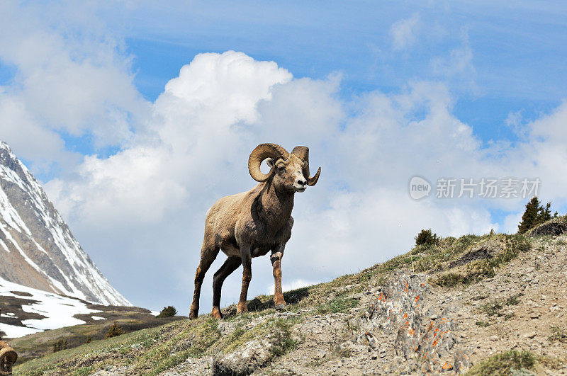 加拿大班夫，落基山脉的大角羊