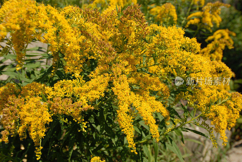 秋麒麟草属植物