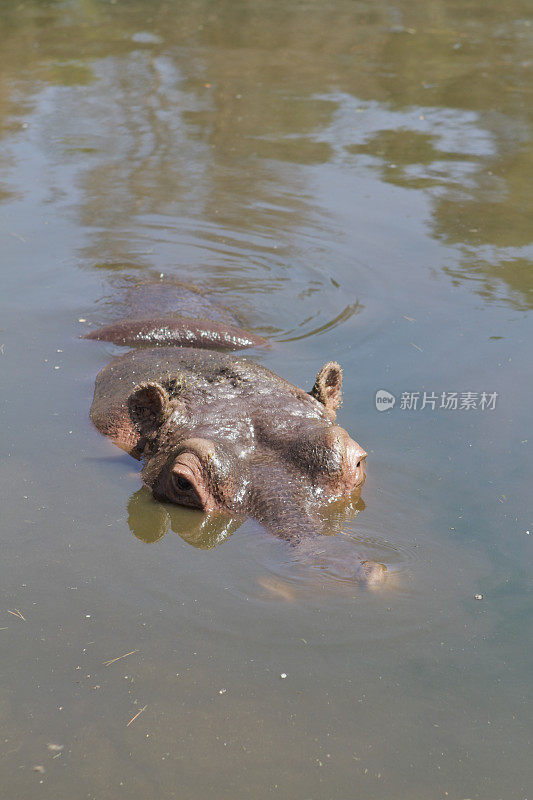 河马amphibius河马