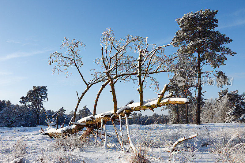 倒下的树在冰雪覆盖的冬季景观-霍尔默桑德伯格