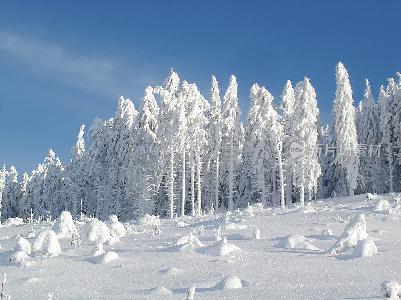 冬天的景观与雪和冷杉在黑森林