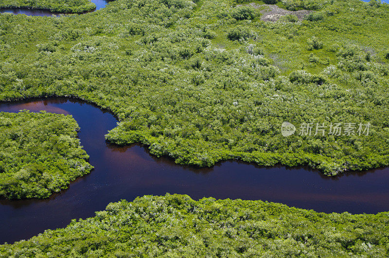 红树林流