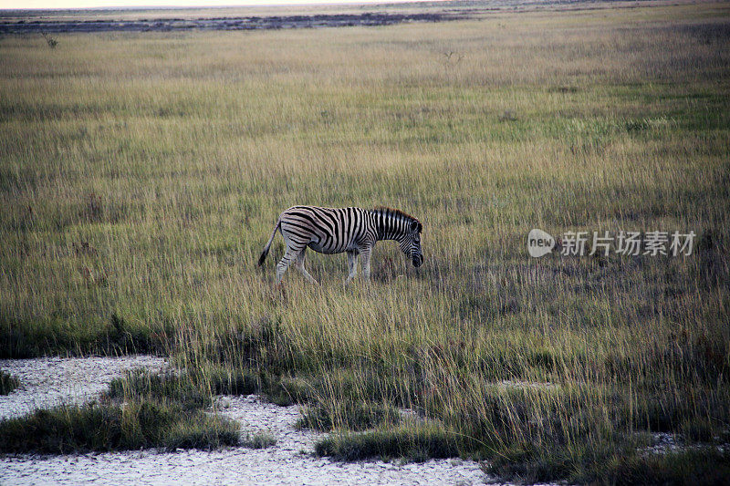 纳米比亚:埃托沙国家公园的斑马