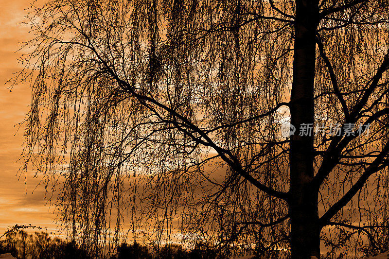 日落中的桦树剪影