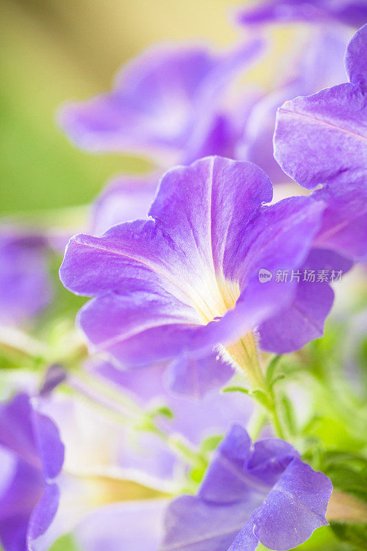 紫色的佩妮鲜花
