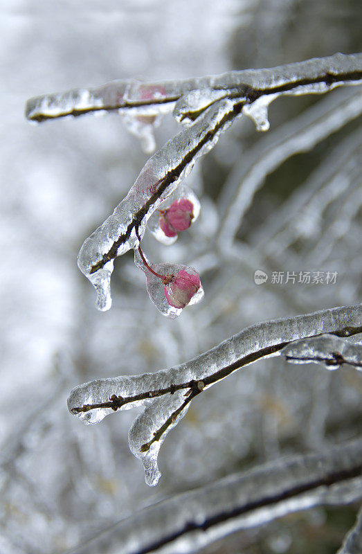 冻雨覆盖了树的花朵