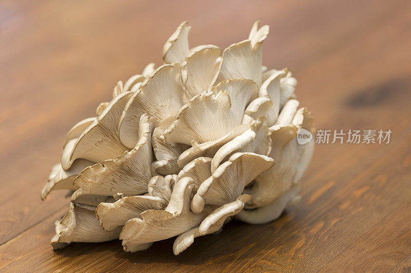 牡蛎蘑菇