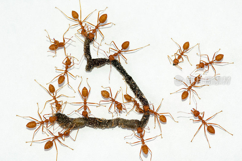 白底上的蚂蚁正在吃死虫