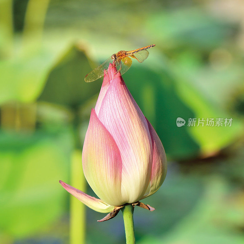 一朵莲花上的蜻蜓