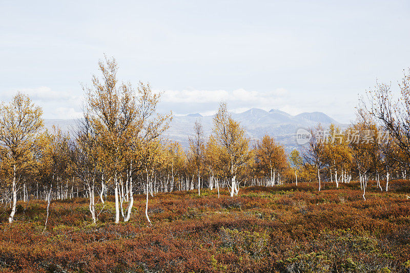 秋天的高山桦树和蓝山。