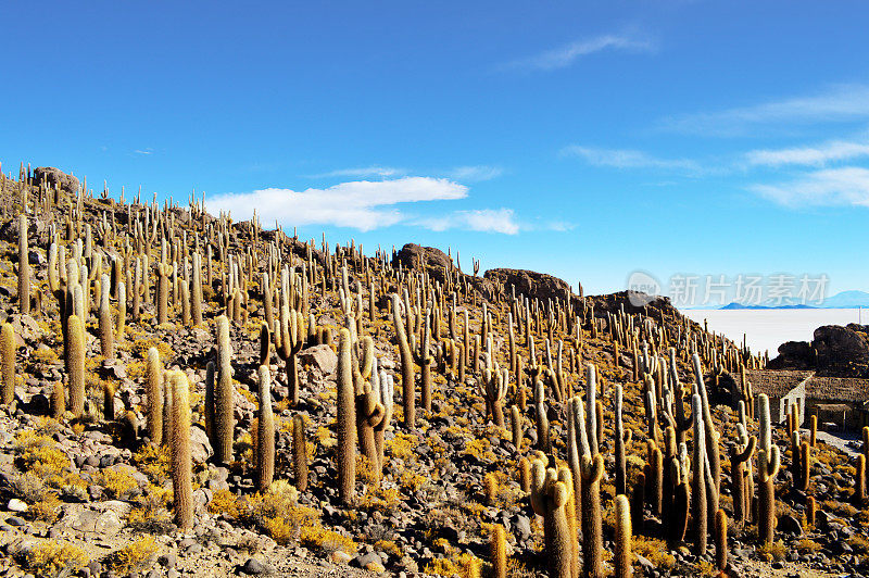 玻利维亚乌尤尼盐沼的印加华西岛