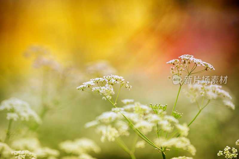 牛欧芹，草甸花