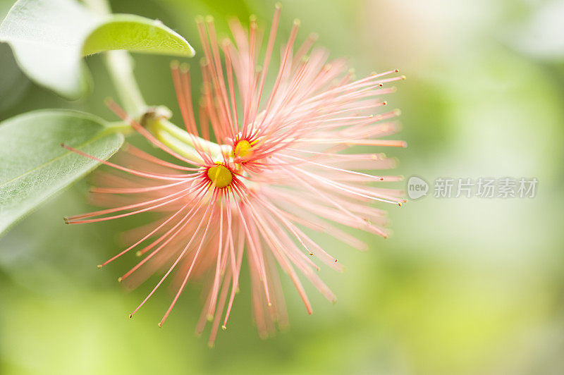 热带开花