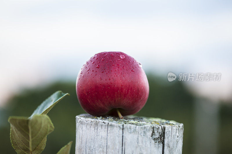 苹果在栅栏上