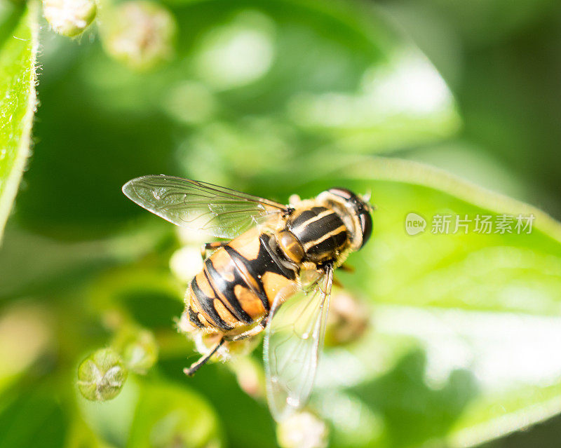 苍蝇模仿蜜蜂