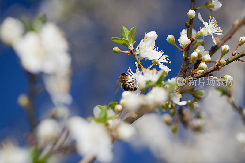 蜜蜂在春天采集花粉