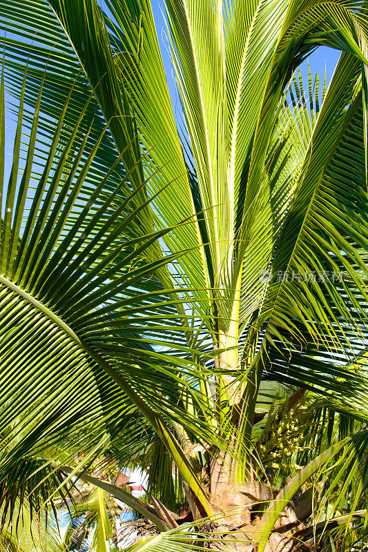 哥伦比亚-椰子树