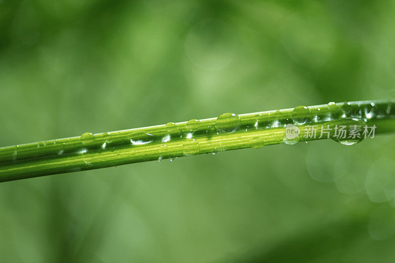 植物茎上的水滴