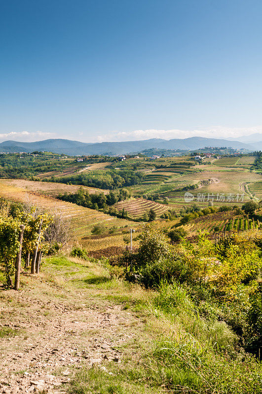 意大利Friuli的Collio葡萄园全景