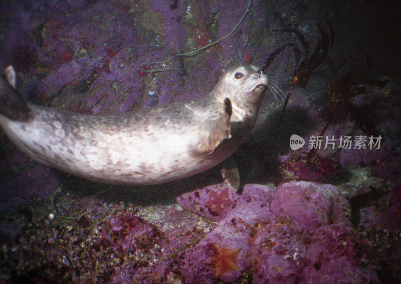 麻斑海豹水下