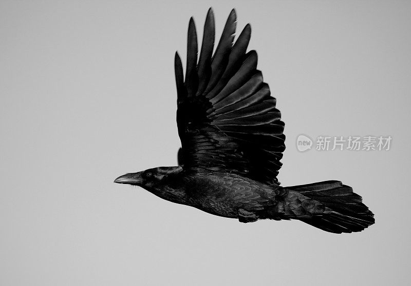 灰色天空上的黑乌鸦的图像