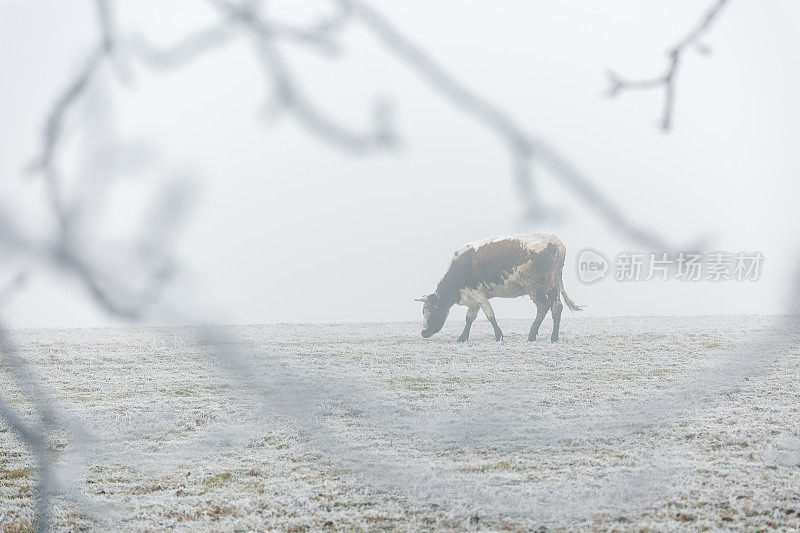 有雾的早晨，牛在冬天的田野上吃草