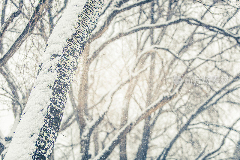 自然背景-白雪覆盖的光秃秃的树枝