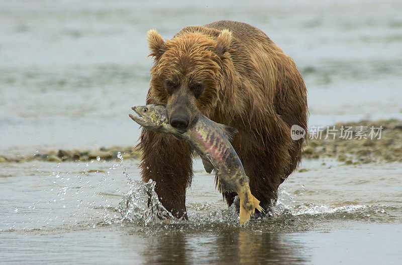 河里的棕熊和嘴里的鲑鱼