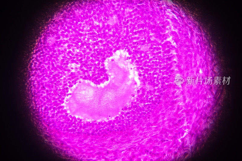 显微镜下的卵巢横切面
